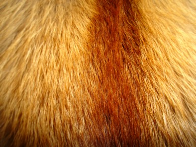 fourrure renard
